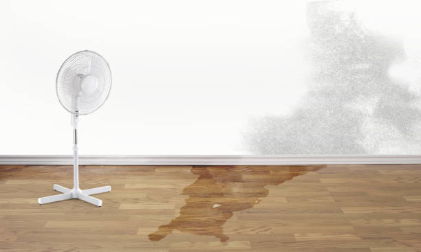 Best Professional water damage repair  in Remsenburg Speonk, NY