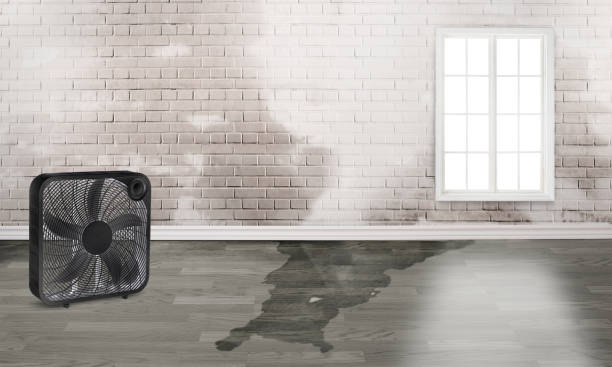 Best Carpet water damage restoration  in Remsenburg Speonk, NY